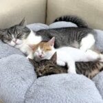 ついに保護した子猫たちを受け入れて親心が芽生えた猫がまさかのこうなってました…