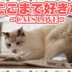 ここまで好きな猫