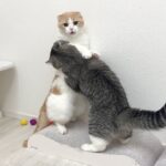 兄にしつこく喧嘩を売られて我慢の限界がきた猫がまさかの大変なことに…