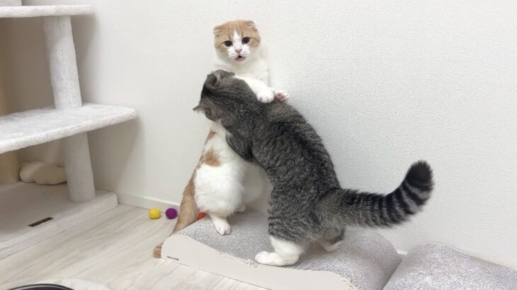 兄にしつこく喧嘩を売られて我慢の限界がきた猫がまさかの大変なことに…