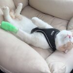 大嫌いな病院に連れて行かれた猫が帰りの車で疲れ果ててこうなっちゃってました…