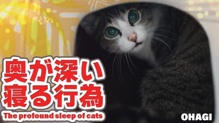 猫の奥が深い寝る行為