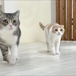 子猫たちの鳴き声が聞こえると猛ダッシュで駆けつける兄猫たちが頼もしすぎました…