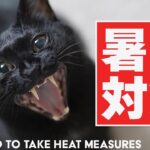 猫の暑さ対策をネル