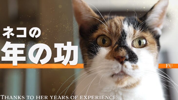 猫の年の功