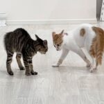 初めて本気で威嚇し合って一触即発な子猫の兄妹がこうなっちゃいました…