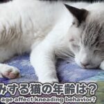 ふみふみする猫の年齢は？