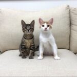 【ご報告】保護した子猫たちの譲渡先について。