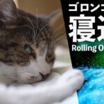 ごろごろ寝返りする猫とは