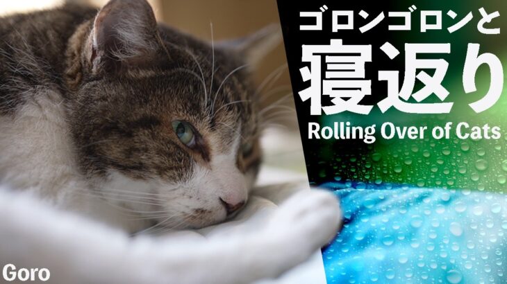 ごろごろ寝返りする猫とは