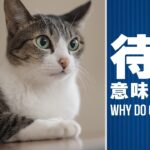 猫の待つを理解する