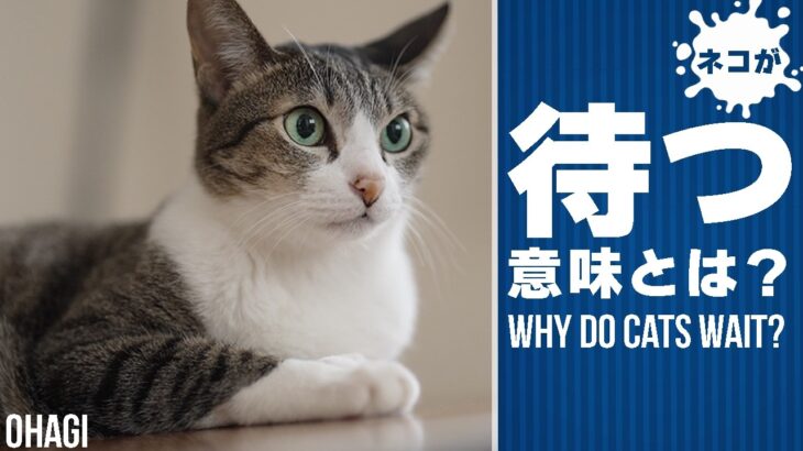 猫の待つを理解する