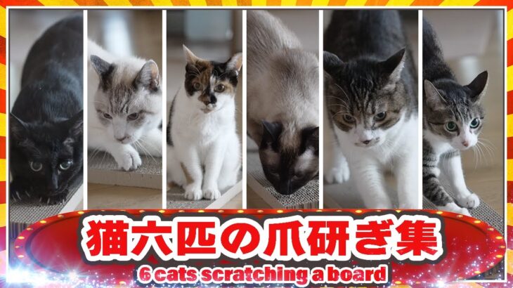 猫六匹の爪研ぎ集