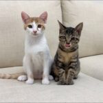 【ご報告】子猫たちに耳を舐められたら外耳炎になってしまった件について。