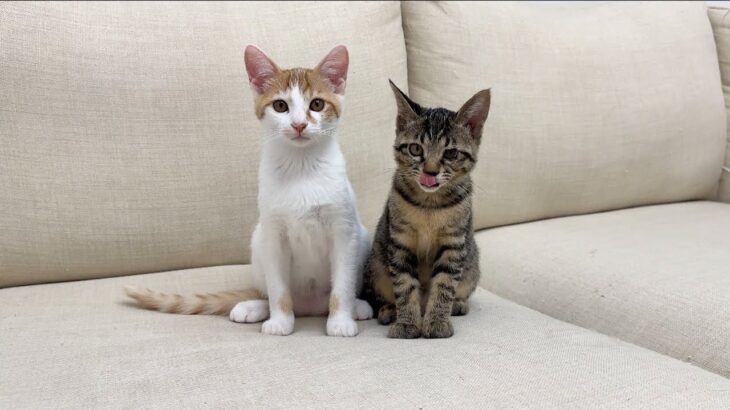 【ご報告】子猫たちに耳を舐められたら外耳炎になってしまった件について。