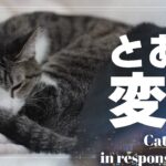 寒さからくるとある変化と猫