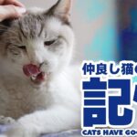 仲良し猫の場所と記憶