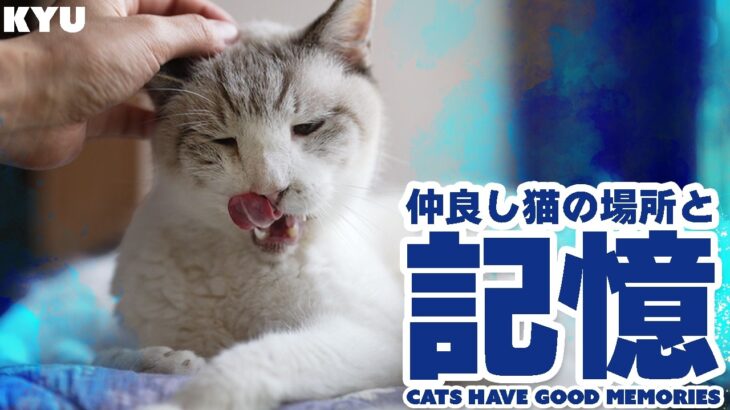 仲良し猫の場所と記憶