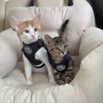 何も知らされずに車に乗ったら病院が見えてきたときの子猫たちの反応がこちらです…