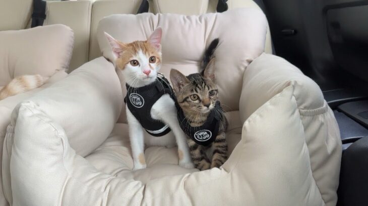 何も知らされずに車に乗ったら病院が見えてきたときの子猫たちの反応がこちらです…