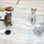 初めて子猫たちにお留守番を頼んで帰ってきたら家の中がまさかのこうなってました…