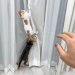 保護した子猫たちが元気に育ちすぎてとうとう手がつけられなくなってきました…