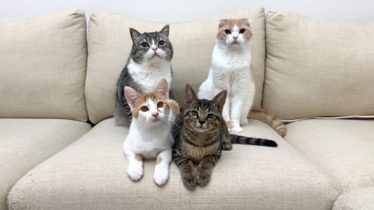 今日が子猫たちと過ごす最後の日になります。