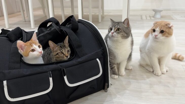 ３ヶ月育てた子猫たちをついに里親さんに譲渡することになりました。