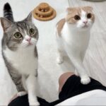 ３ヶ月一緒に過ごした子猫たちを里親に譲渡したら猫たちがこうなっちゃいました…