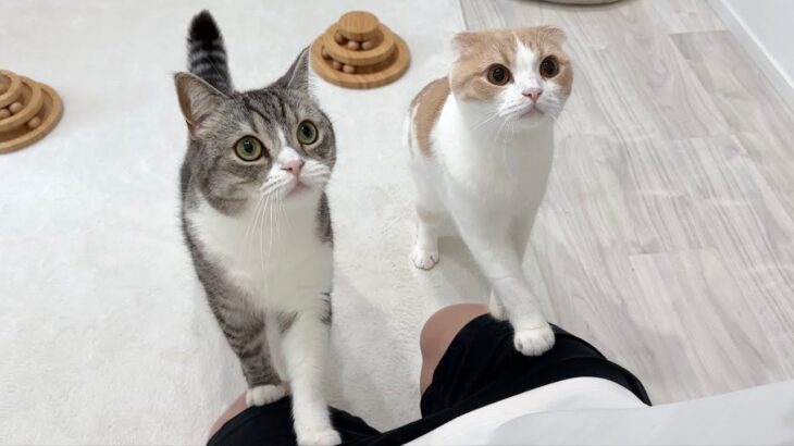 ３ヶ月一緒に過ごした子猫たちを里親に譲渡したら猫たちがこうなっちゃいました…