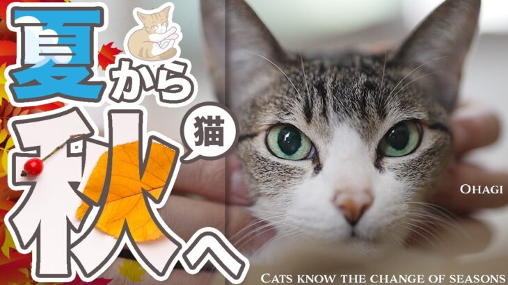 夏から秋へ変化する猫