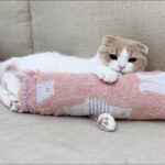 保護した子猫を里親に出したら、匂いが恋しくて先住猫がこうなっちゃいました…