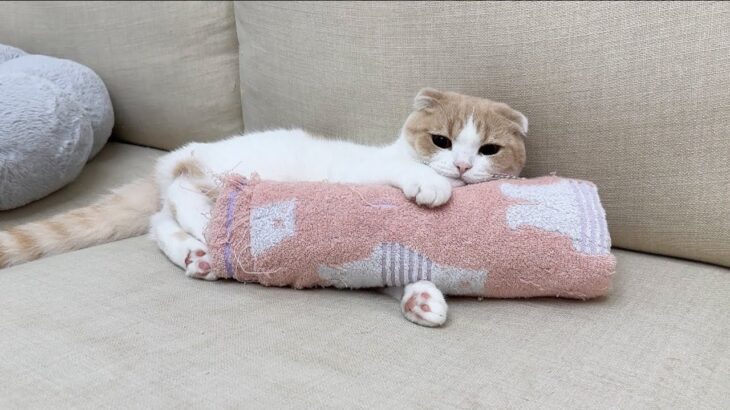 保護した子猫を里親に出したら、匂いが恋しくて先住猫がこうなっちゃいました…