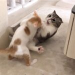 ヤンチャな子猫がボス猫の寝込みを襲ったらまさかの大変なことになりました…