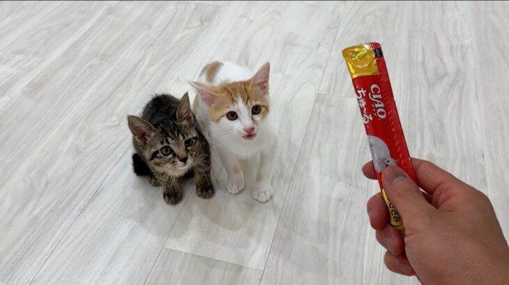 生まれて初めてちゅーるを食べた子猫が美味しすぎた衝撃でこうなっちゃいました…