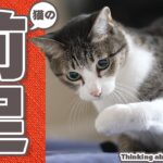 個性が光る猫の前足