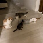 真夜中に猫たちが密会してるので何してるのか見に行ったらこうなってました…