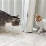 病院から匂いをつけて帰ってきた子猫たちと再会したら猫がまさかのこうなっちゃいました…