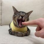 寝起きの子猫のあくびに初めて指ズボしてみたら反応が100点すぎました…w
