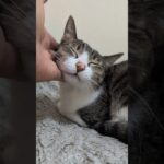 機嫌の良い猫🐱 – A cat is in the good mood – #shorts #cat