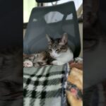 椅子で休む猫🐱 – A peaceful scene of cats lounging on a chair – #shorts #s #cat