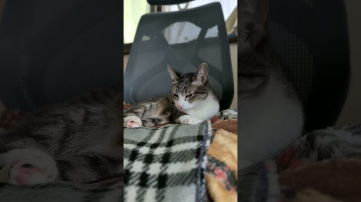 椅子で休む猫🐱 – A peaceful scene of cats lounging on a chair – #shorts #s #cat