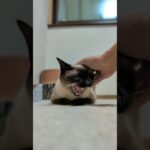 頭を撫でられるとあくびしちゃう猫🐱 – Cats Yawning – #shorts #cat