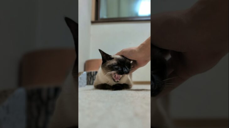 頭を撫でられるとあくびしちゃう猫🐱 – Cats Yawning – #shorts #cat