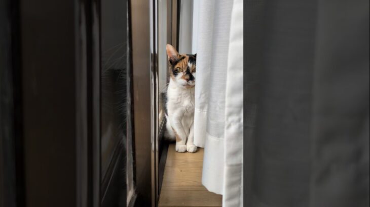 出待ち猫がいる🐱 – Cats waiting – #shorts #s #cat