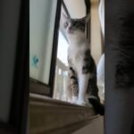 掃除機が動いている時の猫🐱 – Cats when cleaing – #shorts #cat