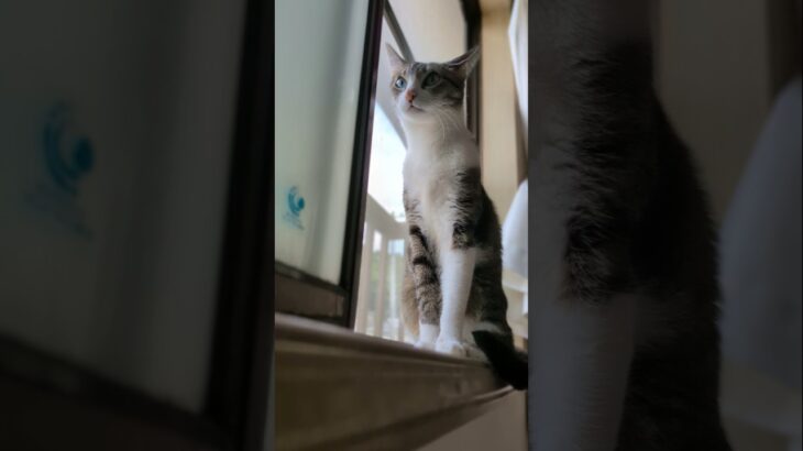 掃除機が動いている時の猫🐱 – Cats when cleaing – #shorts #cat