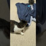 攻撃を仕掛ける猫と余裕ある猫🐱 – Hostile cat and composed cat – #shorts #cat