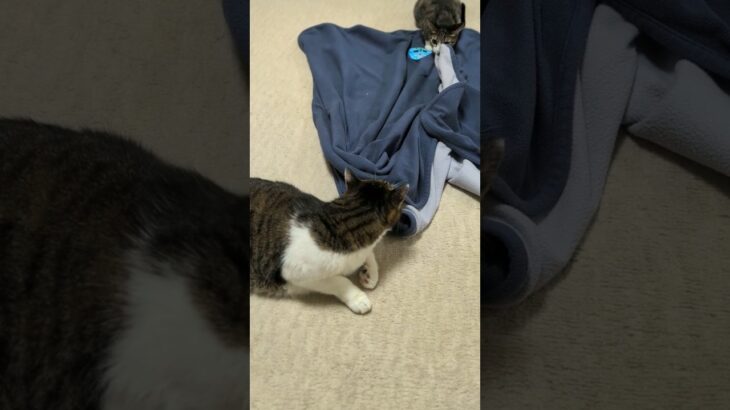 攻撃を仕掛ける猫と余裕ある猫🐱 – Hostile cat and composed cat – #shorts #cat