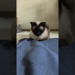 動かない猫を動かす方法🐱 – How to move a cat that won’t move – #shorts #cat